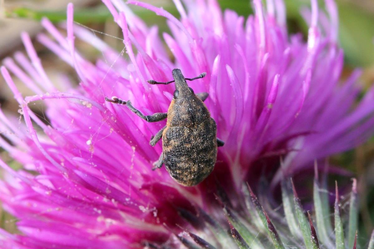 et nær billede af en lille brunlig bille som sidder i en lys lillepink tidsel blomst.